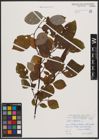 Foto von Salix caprea L.